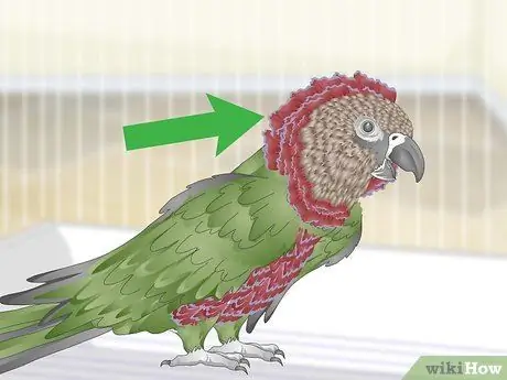 Справиться с агрессивным попугаем с головой ястреба Шаг 2