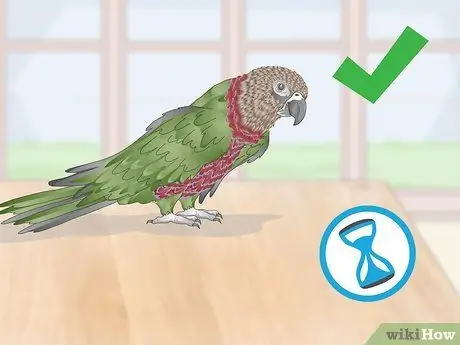 Справиться с агрессивным попугаем с головой ястреба Шаг 5