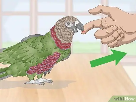 Справиться с агрессивным попугаем с головой ястреба Шаг 6