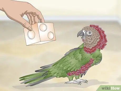 Справиться с агрессивным попугаем с головой ястреба Шаг 9