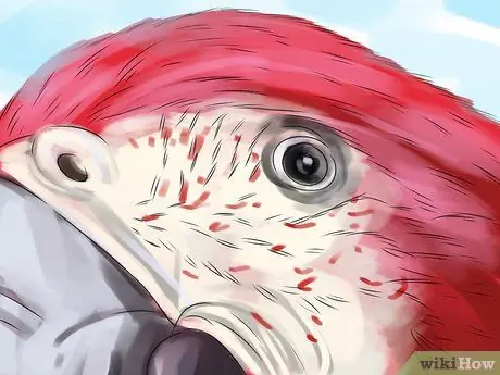 Как остановить укус зеленокрылого ара Шаг 10