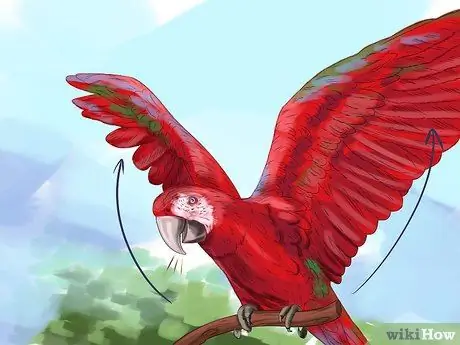 Как остановить укус зеленокрылого ара Шаг 11