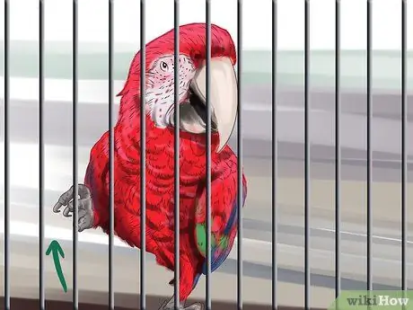 Как остановить укус зеленокрылого ара Шаг 12