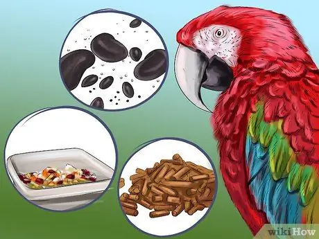 Остановить укус зеленокрылого ара Шаг 4