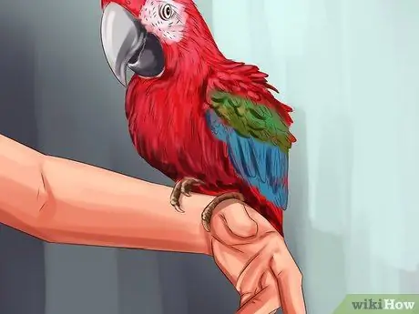 Как остановить укус зеленокрылого ара Шаг 5