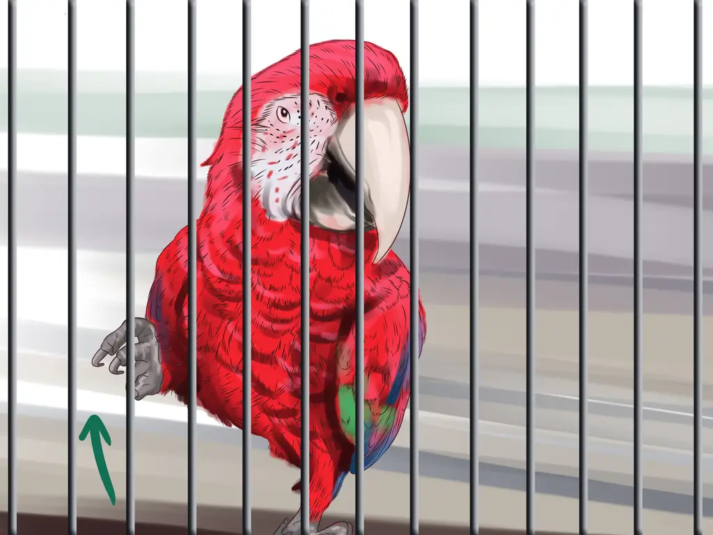 3 способа остановить укус зеленокрылого ара