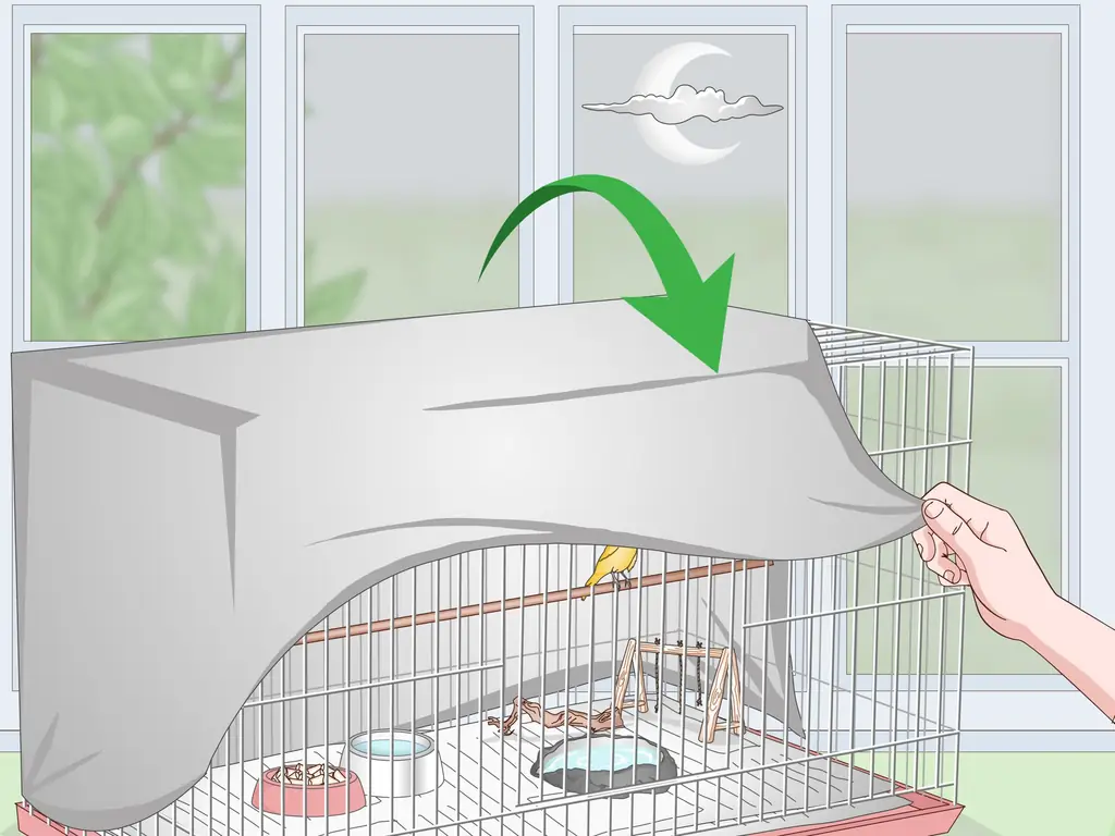 Как разместить канарейку (с иллюстрациями)