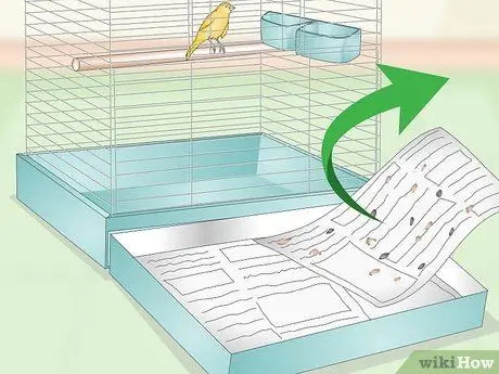 Очистите и поддерживайте среду обитания для канареек Шаг 1