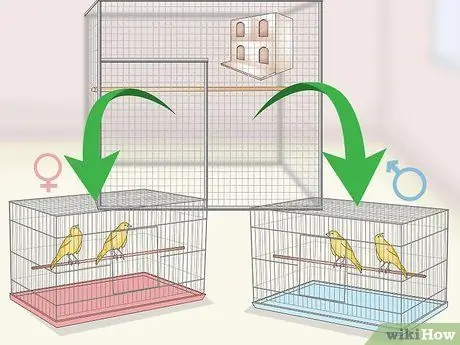 Очистите и поддерживайте среду обитания для канареек Шаг 13