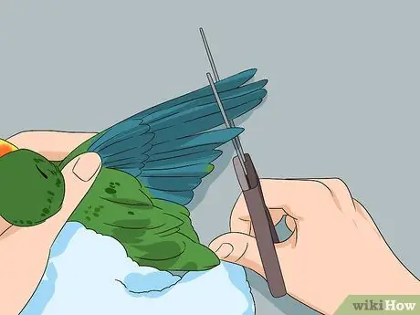 Жених Лори и Лорикеты Шаг 13