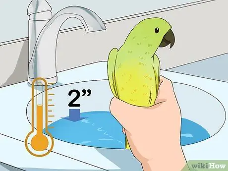 Жених Лори и лорикеты, шаг 3