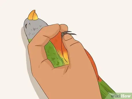 Жених Лори и лорикеты Шаг 5