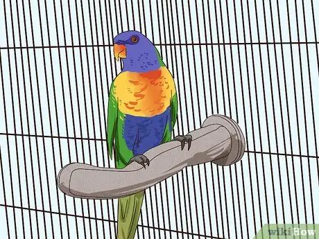 Жених Лори и Лорикеты Шаг 7