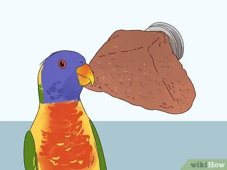 Жених Лори и Лорикеты Шаг 8