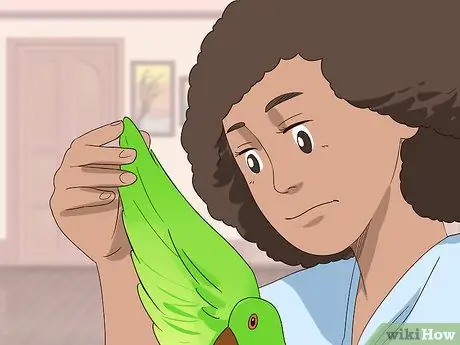 Жених Лори и лорикеты Шаг 9