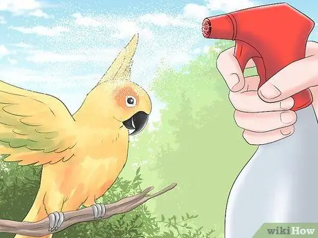 Держите Conure ухоженным Шаг 1