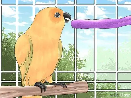 Держите конур в ухоженном состоянии Шаг 10