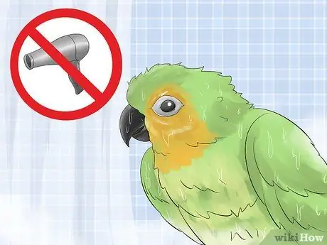 Держите Conure ухоженным Шаг 4