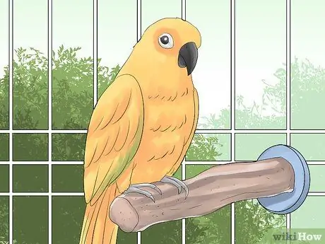 Держите Conure ухоженным Шаг 5