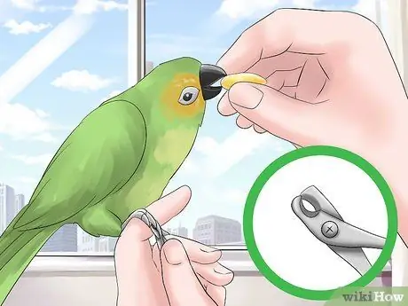 Держите Conure ухоженным Шаг 6