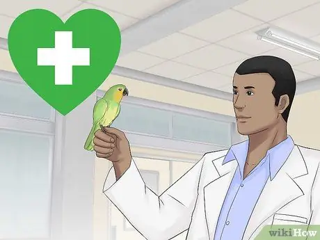 Держите Conure ухоженным Шаг 8