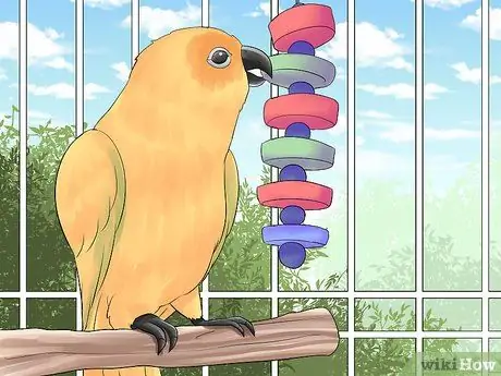 Держите Conure ухоженным Шаг 9