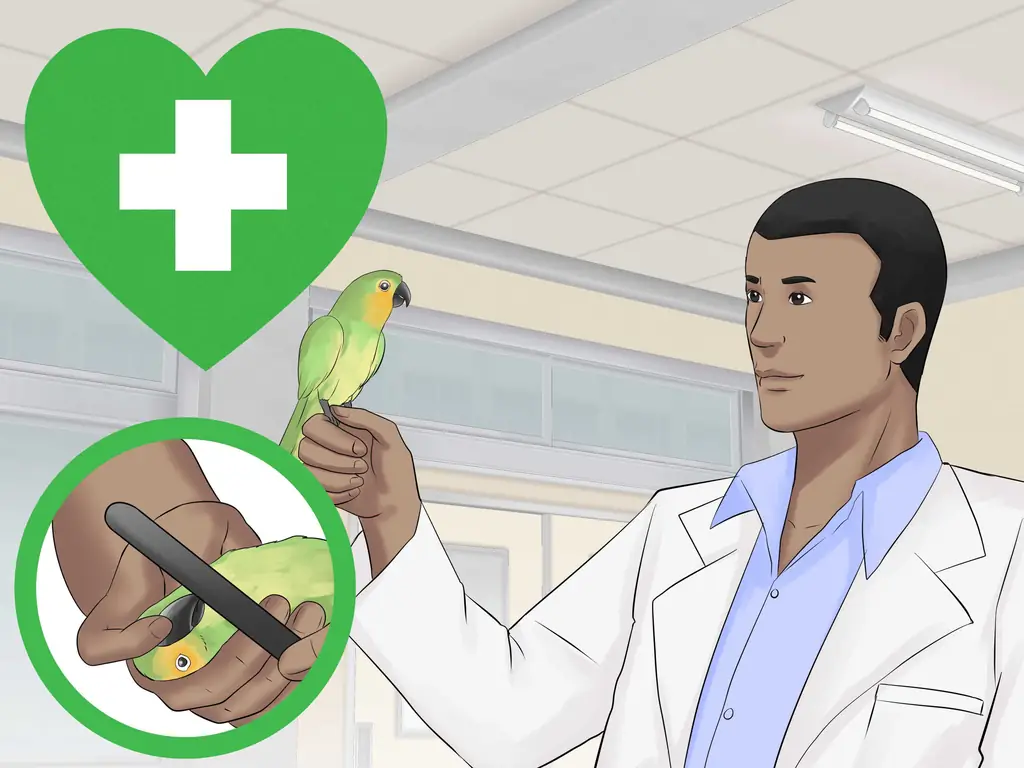 3 способа держать конур в ухоженном состоянии