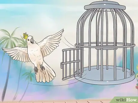 Борьба с ожирением у какаду Шаг 2