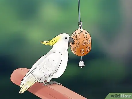 Какаду избавиться от ожирения Шаг 4