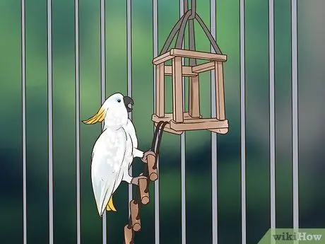 Борьба с ожирением у какаду Шаг 5