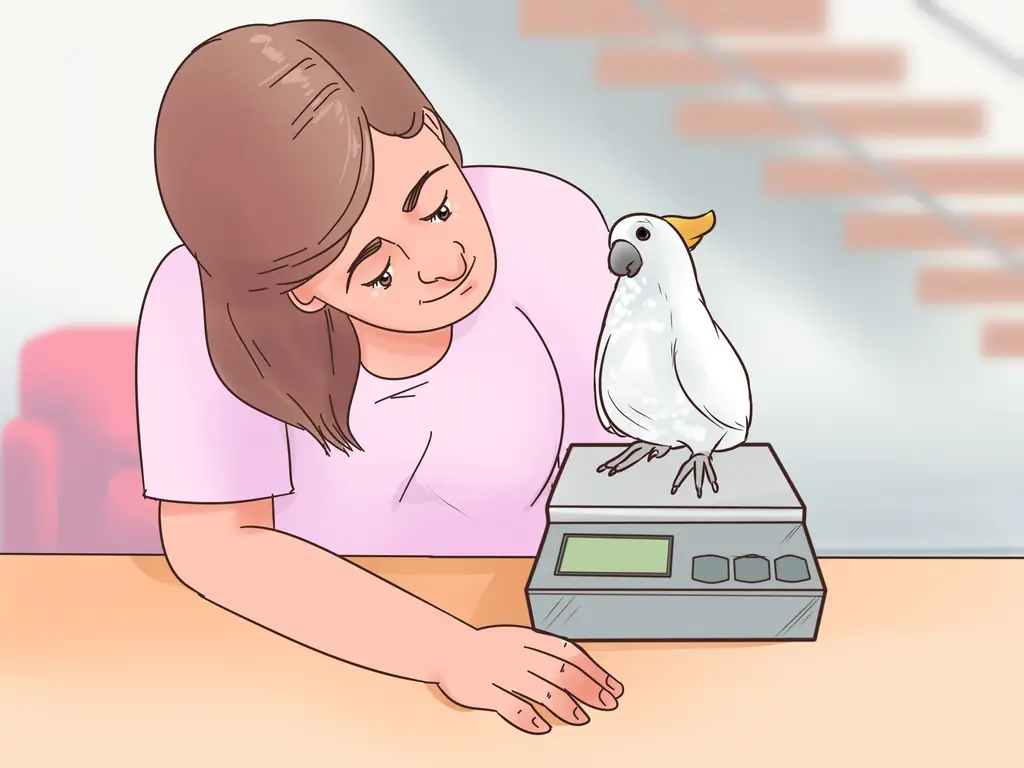 3 способа борьбы с ожирением у какаду