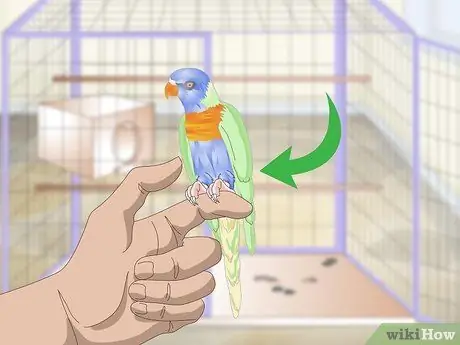 Очистка и поддержание мест обитания лори и лорикетов Шаг 1