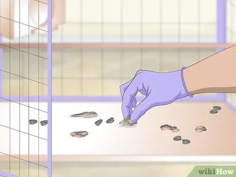 Очистка и поддержание мест обитания лори и лорикетов Шаг 3