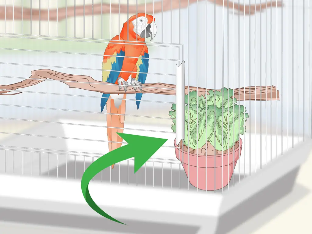 Как создать среду обитания ара: 12 шагов (с изображениями)