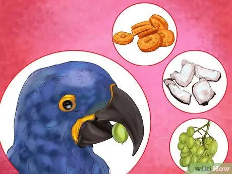 Уход за гиацинтовым ара Шаг 10