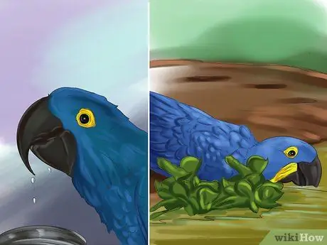 Уход за гиацинтовым ара Шаг 11