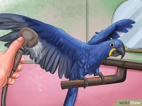 Уход за гиацинтовым ара Шаг 12