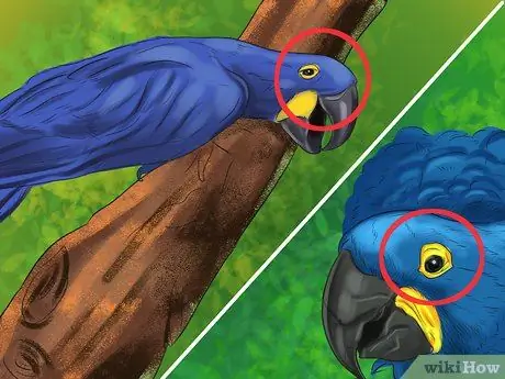 Уход за гиацинтовым ара Шаг 17