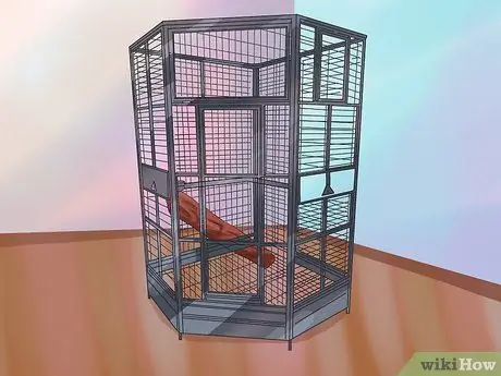 Уход за гиацинтовым ара Шаг 2