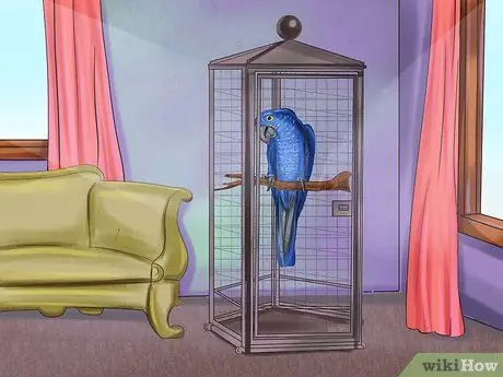 Уход за гиацинтовым ара Шаг 3