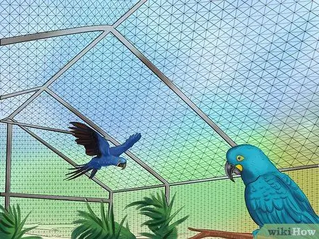 Уход за гиацинтовым ара Шаг 6