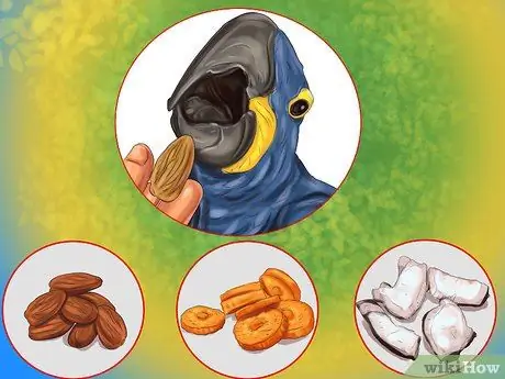 Уход за гиацинтовым ара Шаг 9