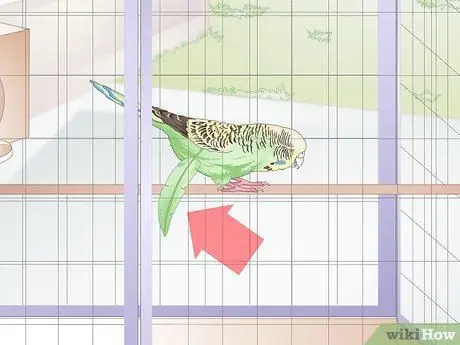 Как определить, что попугай заболел Шаг 1