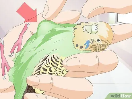 Как определить, что попугай заболел Шаг 10