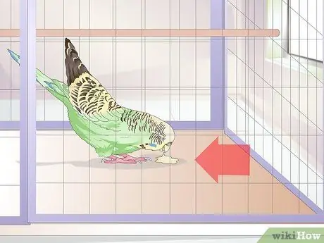 Как определить, что попугай заболел Шаг 11