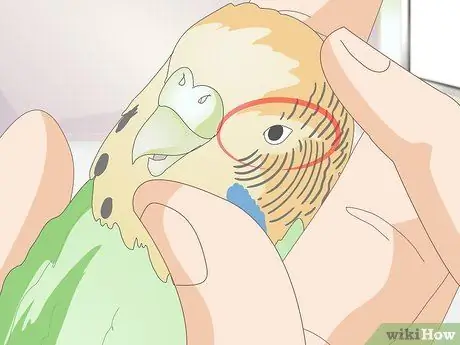 Как определить, что попугай заболел Шаг 12