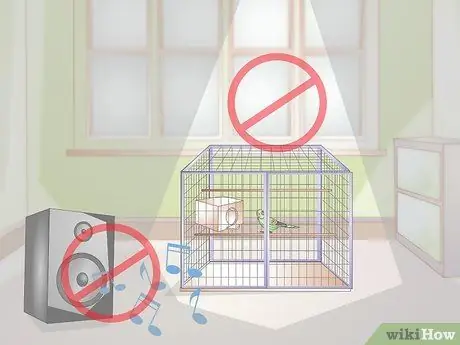 Как определить, что попугай заболел Шаг 15