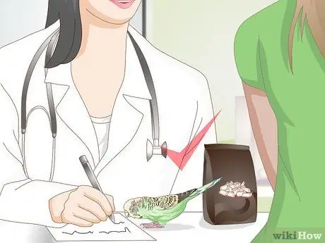 Как определить, что попугай заболел Шаг 17