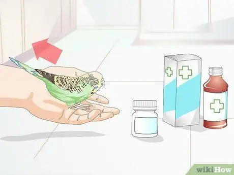 Избегайте отравления вашей домашней птицы Шаг 5
