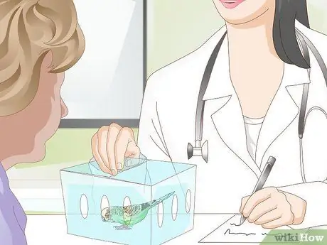 Как определить, что попугай заболел Шаг 2